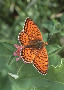 Brenthis sp.